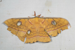 Antheraea