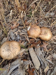 Scleroderma citrinum