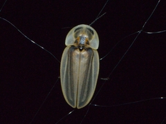 Cratomorphus