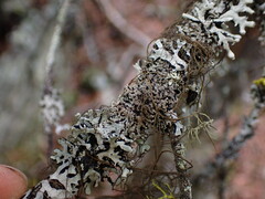 Hypogymnia austerodes