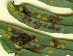 Psychoides filicivora