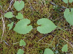 Arnica cordifolia