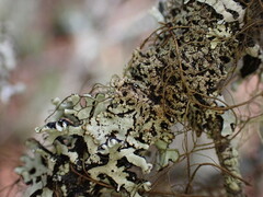 Hypogymnia austerodes