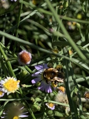 Melissodes dentiventris