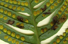 Psychoides filicivora