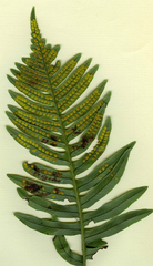 Psychoides filicivora