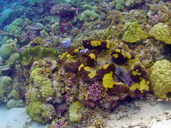 Tridacna gigas