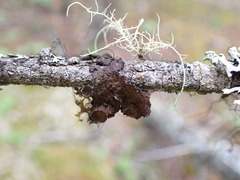 Tuckermanopsis platyphylla