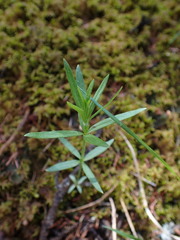 Stellaria longipes