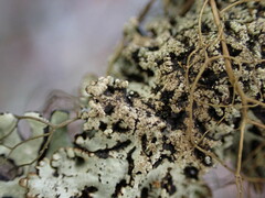 Hypogymnia austerodes