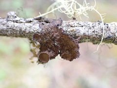 Tuckermanopsis platyphylla