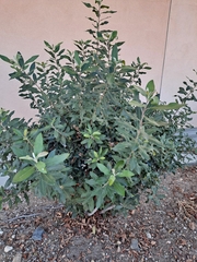 Olearia angulata