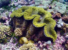 Tridacna gigas