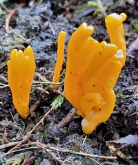 Clavulinopsis corniculata