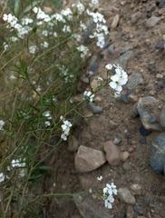 Dontostemon pinnatifidus