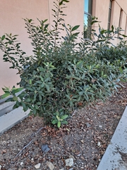 Olearia angulata