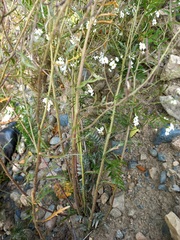 Dontostemon pinnatifidus