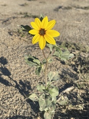 Helianthus petiolaris canescens