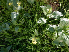 Rhamphospermum arvense