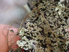 Hypogymnia austerodes