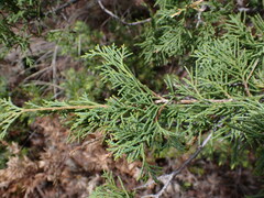 Juniperus scopulorum