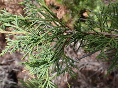 Juniperus scopulorum