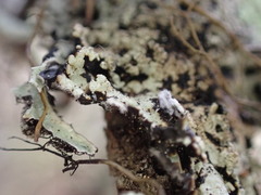 Hypogymnia austerodes