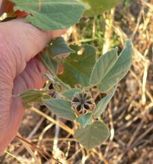 Abutilon abutiloides