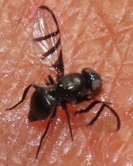 Ulidiidae