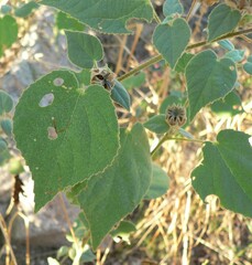 Abutilon abutiloides