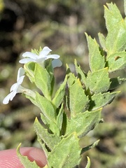 Oftia africana