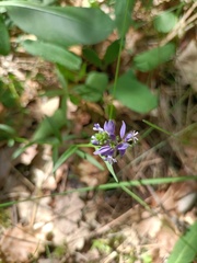 Polygala vulgaris