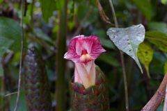 Costus