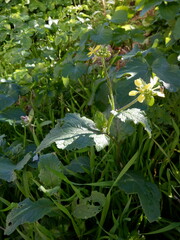 Rhamphospermum arvense