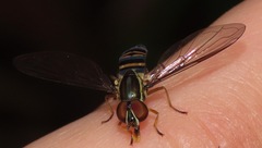 Toxomerus saphiridiceps