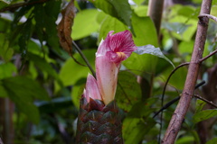Costus