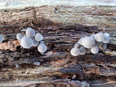 Mycena arcangeliana