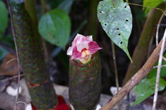 Costus