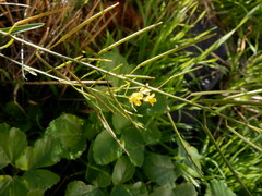 Rhamphospermum arvense