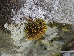 Andreaea