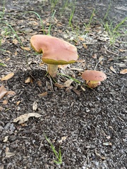 Hortiboletus campestris