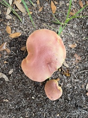 Hortiboletus campestris