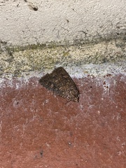 Hypoperigea tonsa