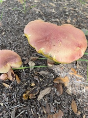 Hortiboletus campestris
