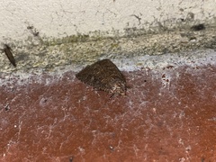 Hypoperigea tonsa