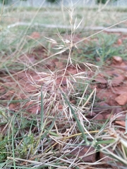 Aristida adscensionis