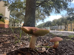 Hortiboletus campestris