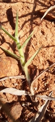 Urochloa serrata