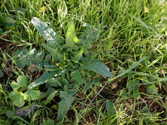 Rhamphospermum arvense