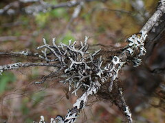 Hypogymnia imshaugii